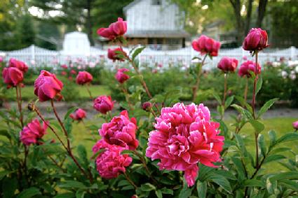 dark pink peonies